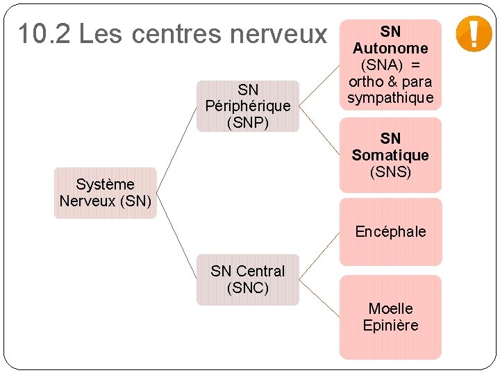 10. 2 Les centres nerveux SN Périphérique (SNP) Système Nerveux (SN) SN Autonome (SNA)