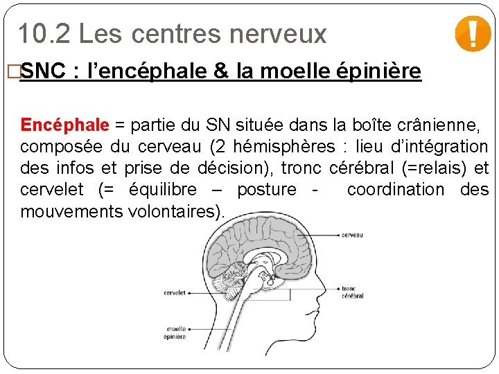 10. 2 Les centres nerveux �SNC : l’encéphale & la moelle épinière Encéphale =