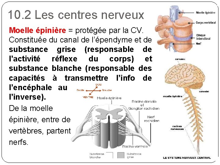 10. 2 Les centres nerveux Moelle épinière = protégée par la CV. Constituée du