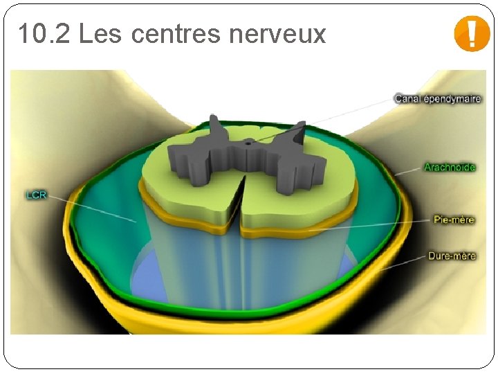 10. 2 Les centres nerveux 