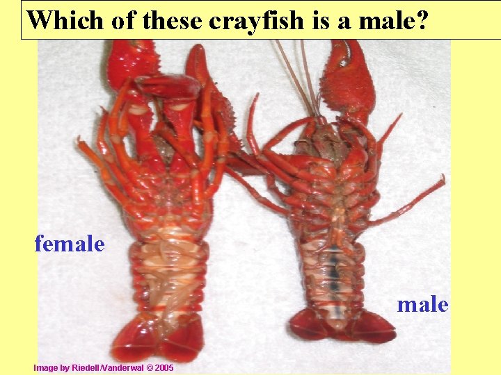 Which of these crayfish is a male? female Image by Riedell/Vanderwal © 2005 