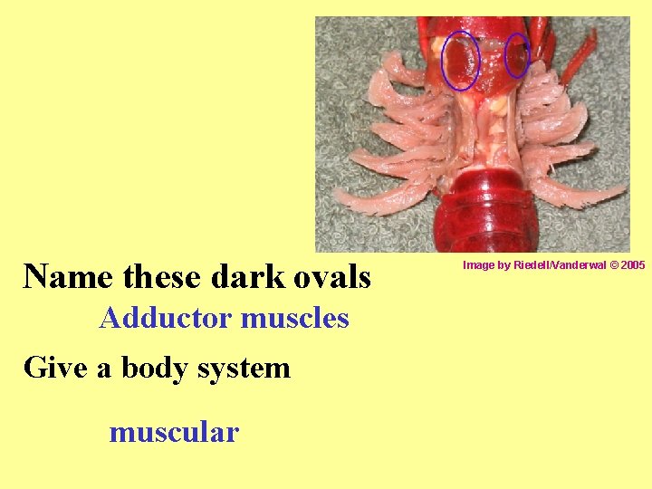 Name these dark ovals Adductor muscles Give a body system muscular Image by Riedell/Vanderwal