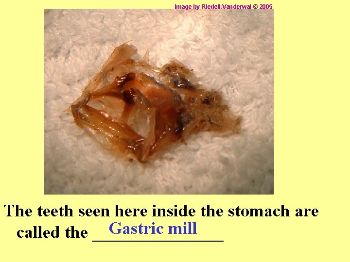 Image by Riedell/Vanderwal © 2005 The teeth seen here inside the stomach are Gastric