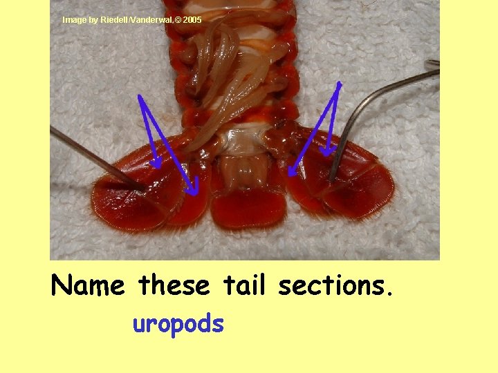 Image by Riedell/Vanderwal © 2005 Name these tail sections. uropods 