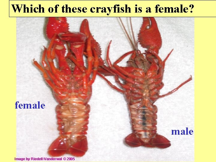 Which of these crayfish is a female? female Image by Riedell/Vanderwal © 2005 