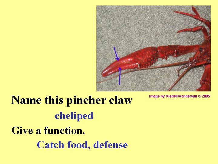Name this pincher claw cheliped Give a function. Catch food, defense Image by Riedell/Vanderwal