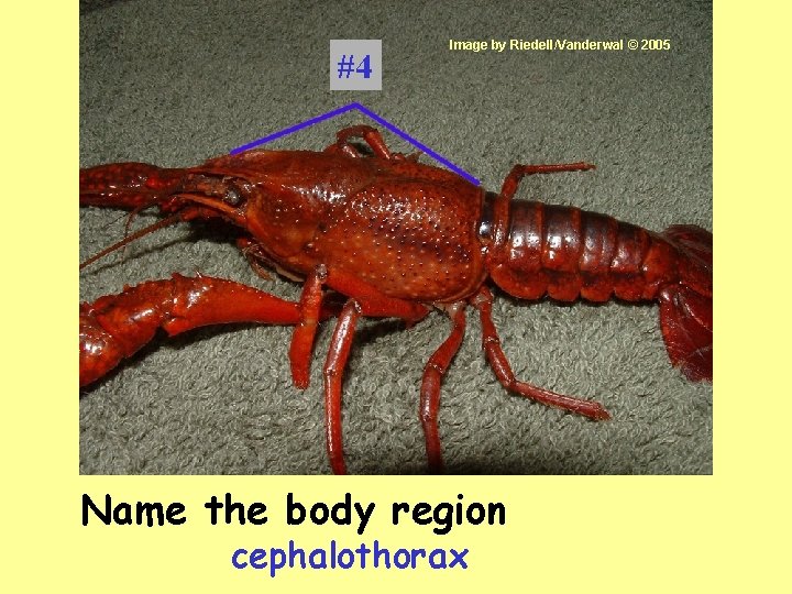 #4 Image by Riedell/Vanderwal © 2005 Name the body region cephalothorax 