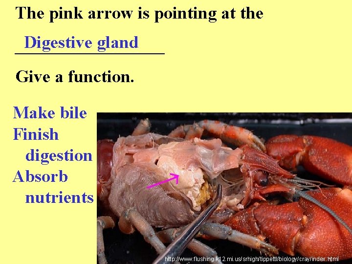The pink arrow is pointing at the Digestive gland _________ Give a function. Make