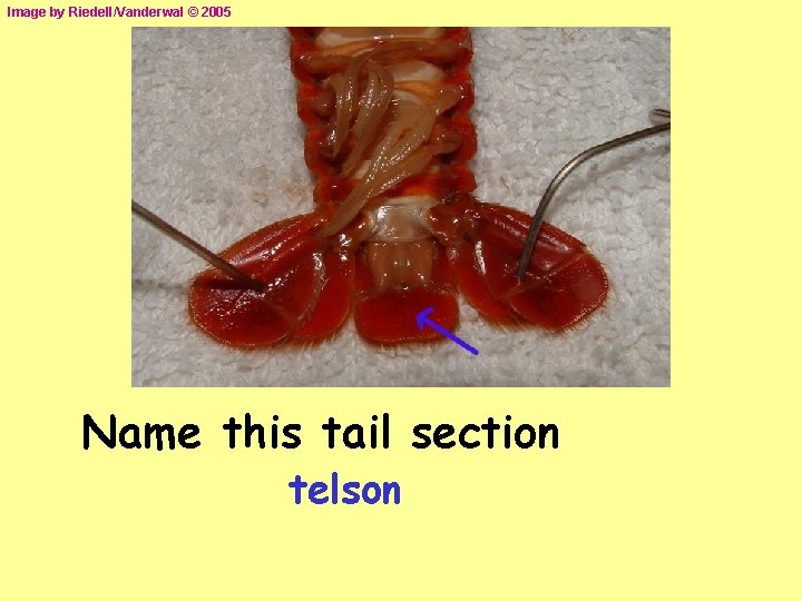 Image by Riedell/Vanderwal © 2005 Name this tail section telson 