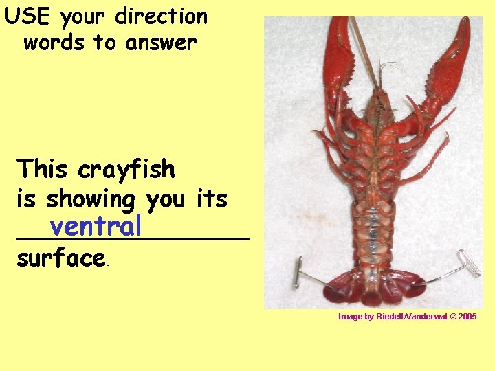 USE your direction words to answer This crayfish is showing you its ventral ________