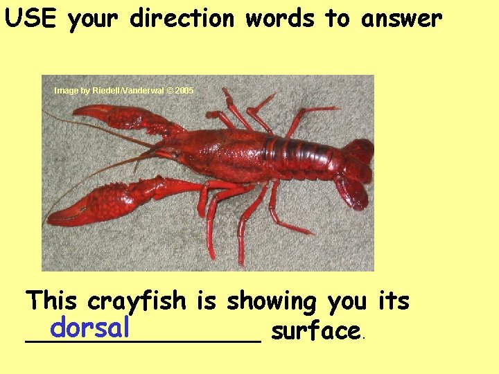 USE your direction words to answer Image by Riedell/Vanderwal © 2005 This crayfish is