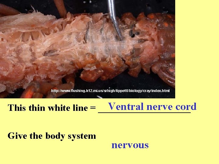 http: //www. flushing. k 12. mi. us/srhigh/tippettl/biology/cray/index. html Ventral nerve cord This thin white