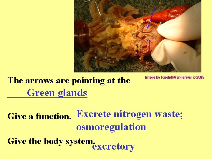 The arrows are pointing at the _________ Green glands Image by Riedell/Vanderwal © 2005