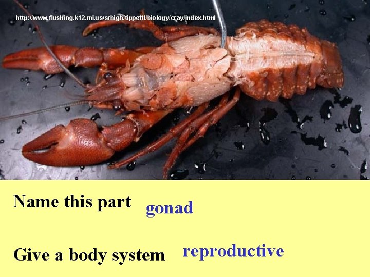 http: //www. flushing. k 12. mi. us/srhigh/tippettl/biology/cray/index. html Name this part gonad Give a