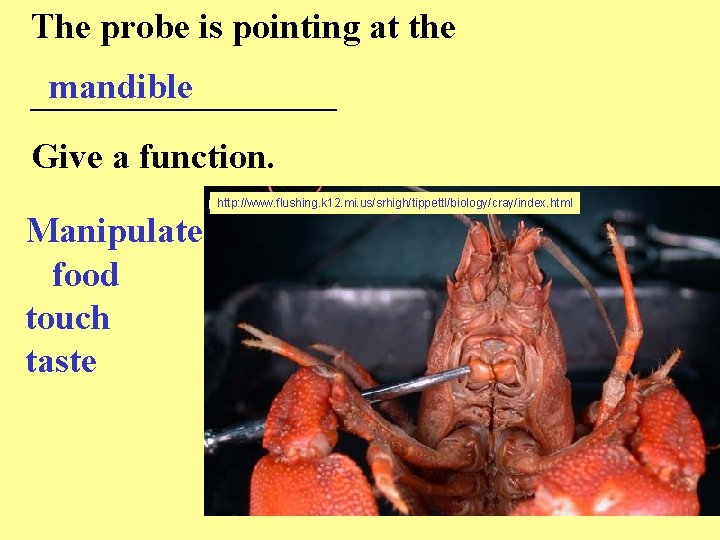 The probe is pointing at the mandible _________ Give a function. http: //www. flushing.