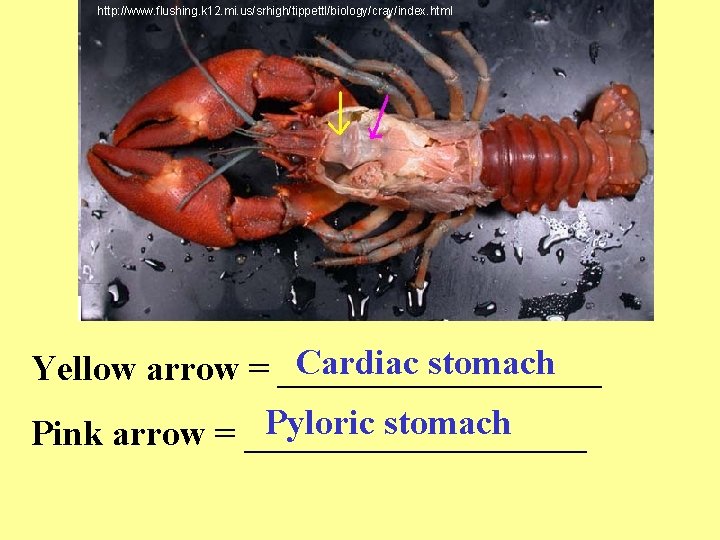 http: //www. flushing. k 12. mi. us/srhigh/tippettl/biology/cray/index. html Cardiac stomach Yellow arrow = _________