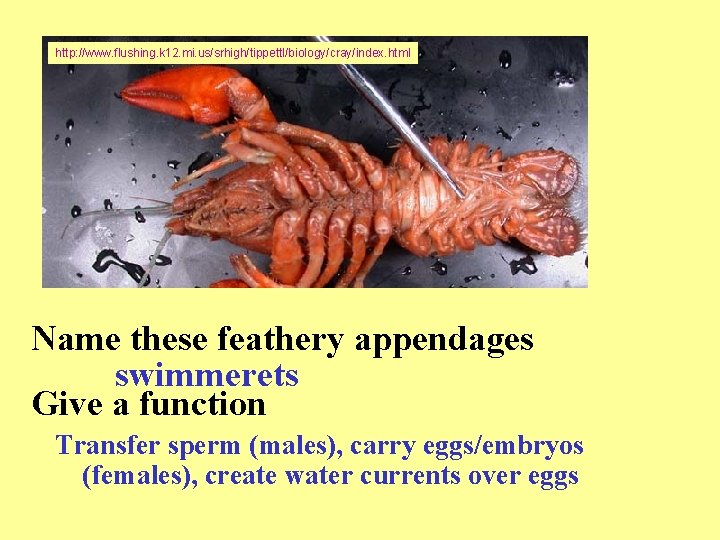 http: //www. flushing. k 12. mi. us/srhigh/tippettl/biology/cray/index. html Name these feathery appendages swimmerets Give