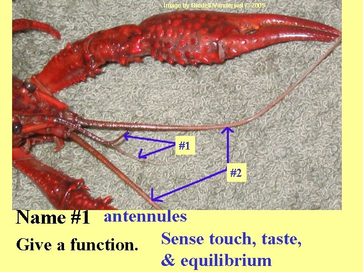 Image by Riedell/Vanderwal © 2005 #1 #2 Name #1 antennules Give a function. Sense