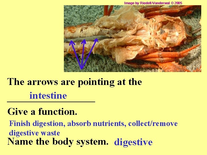 Image by Riedell/Vanderwal © 2005 The arrows are pointing at the intestine _________ Give
