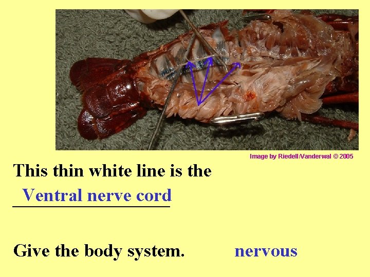 Image by Riedell/Vanderwal © 2005 This thin white line is the Ventral nerve cord