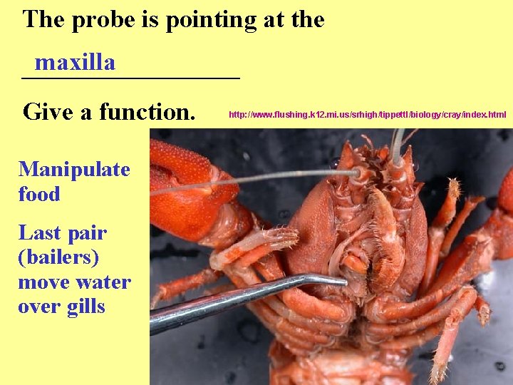 The probe is pointing at the maxilla _________ Give a function. Manipulate food Last