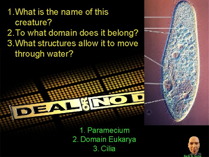 1. What is the name of this creature? 2. To what domain does it