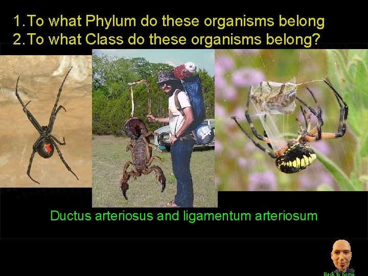 1. To what Phylum do these organisms belong 2. To what Class do these