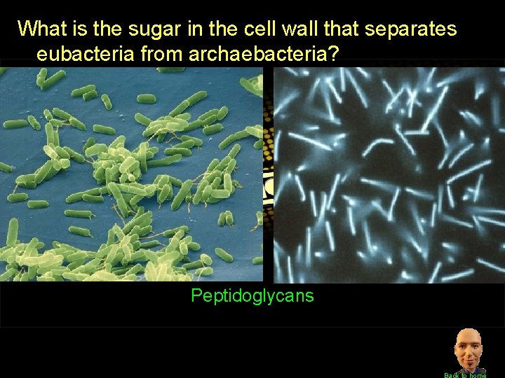 What is the sugar in the cell wall that separates eubacteria from archaebacteria? Peptidoglycans