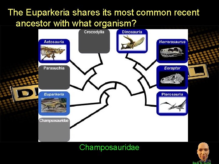 The Euparkeria shares its most common recent ancestor with what organism? Champosauridae Back to