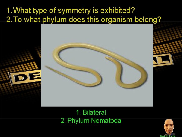 1. What type of symmetry is exhibited? 2. To what phylum does this organism