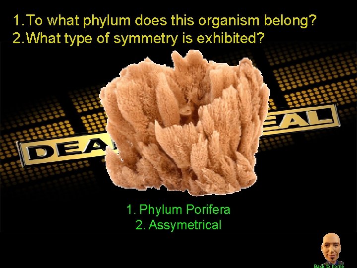 1. To what phylum does this organism belong? 2. What type of symmetry is