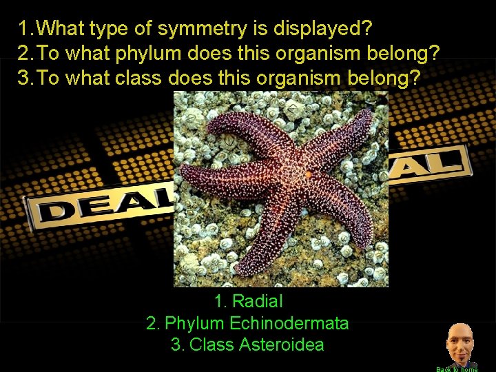 1. What type of symmetry is displayed? 2. To what phylum does this organism