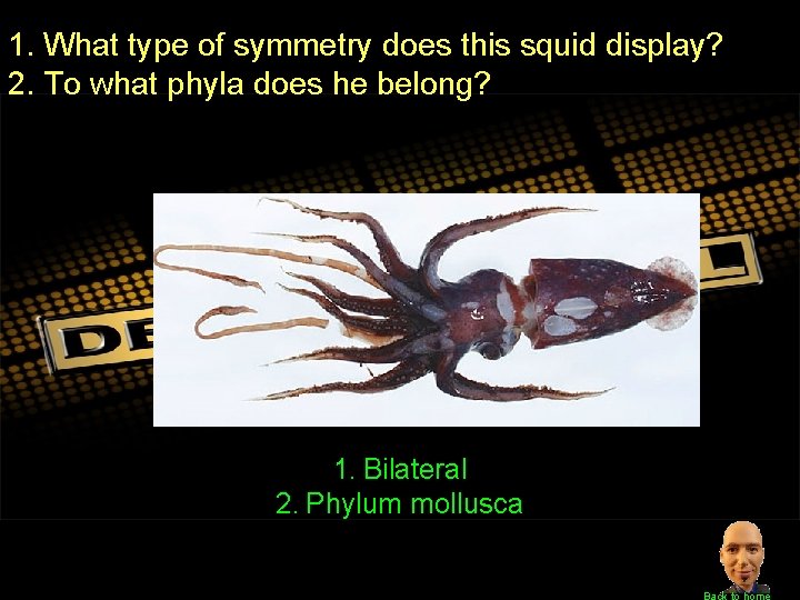1. What type of symmetry does this squid display? 2. To what phyla does