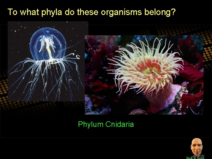 To what phyla do these organisms belong? Phylum Cnidaria Back to home 