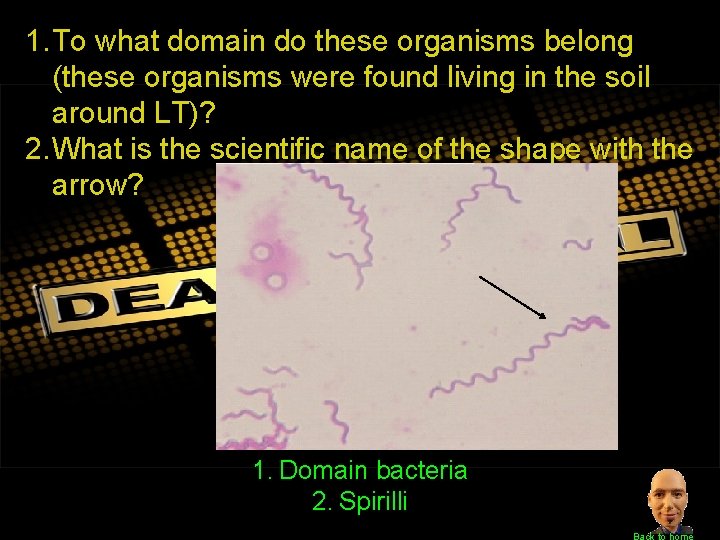 1. To what domain do these organisms belong (these organisms were found living in
