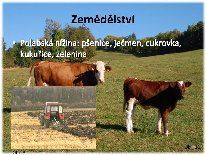 Zemědělství • Polabská nížina: pšenice, ječmen, cukrovka, kukuřice, zelenina Obr. 3 Obr. 13 