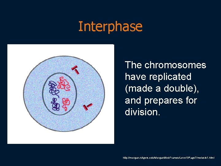 Interphase The chromosomes have replicated (made a double), and prepares for division. http: //morgan.