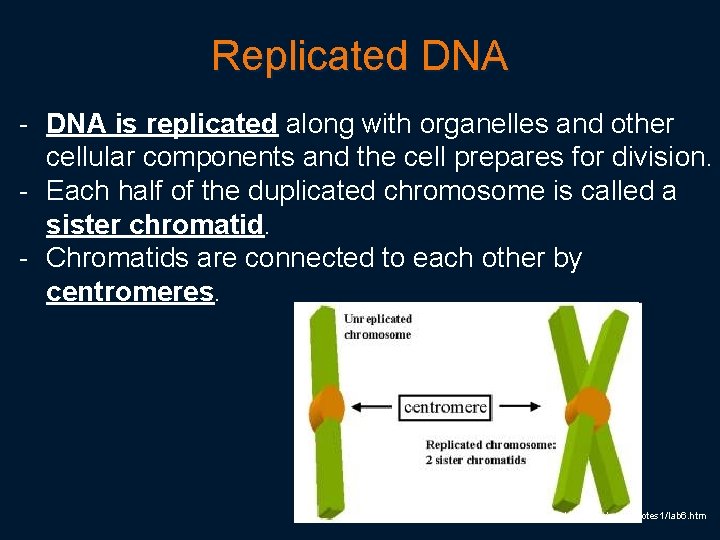 Replicated DNA - DNA is replicated along with organelles and other cellular components and