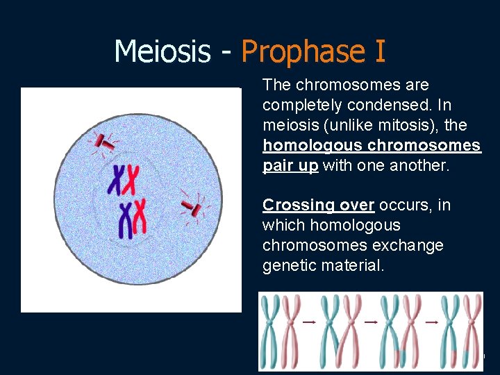 Meiosis - Prophase I The chromosomes are completely condensed. In meiosis (unlike mitosis), the