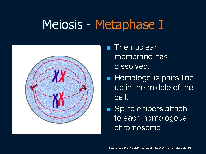 Meiosis - Metaphase I n n n The nuclear membrane has dissolved. Homologous pairs