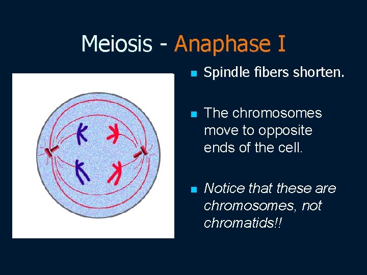 Meiosis - Anaphase I n Spindle fibers shorten. n The chromosomes move to opposite