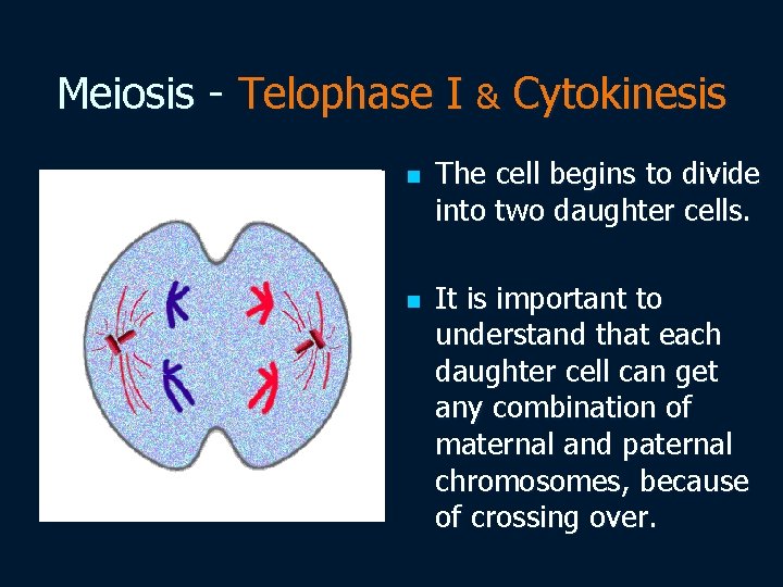 Meiosis - Telophase I & Cytokinesis n n The cell begins to divide into