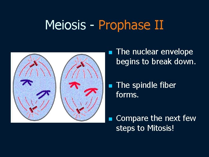 Meiosis - Prophase II n n n The nuclear envelope begins to break down.
