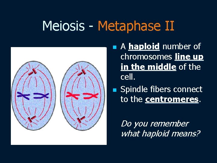 Meiosis - Metaphase II n n A haploid number of chromosomes line up in