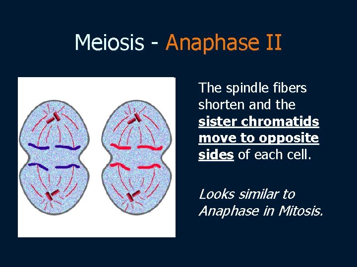 Meiosis - Anaphase II The spindle fibers shorten and the sister chromatids move to