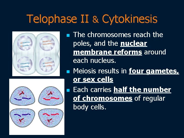 Telophase II & Cytokinesis n n n The chromosomes reach the poles, and the
