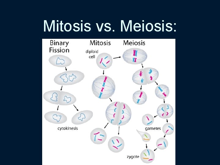 Mitosis vs. Meiosis: 