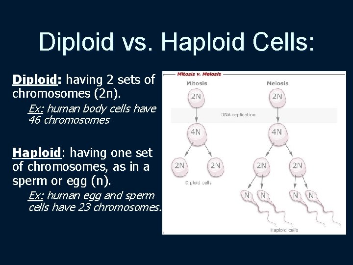 Diploid vs. Haploid Cells: Diploid: having 2 sets of chromosomes (2 n). Ex: human