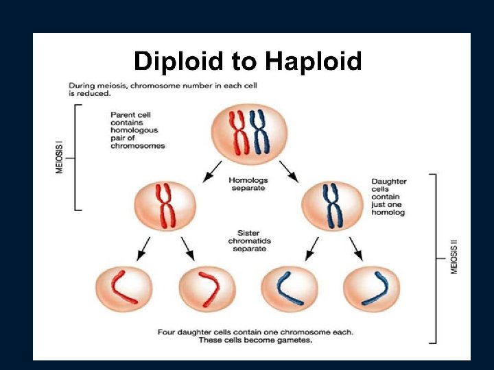 Haploid & Diploid 