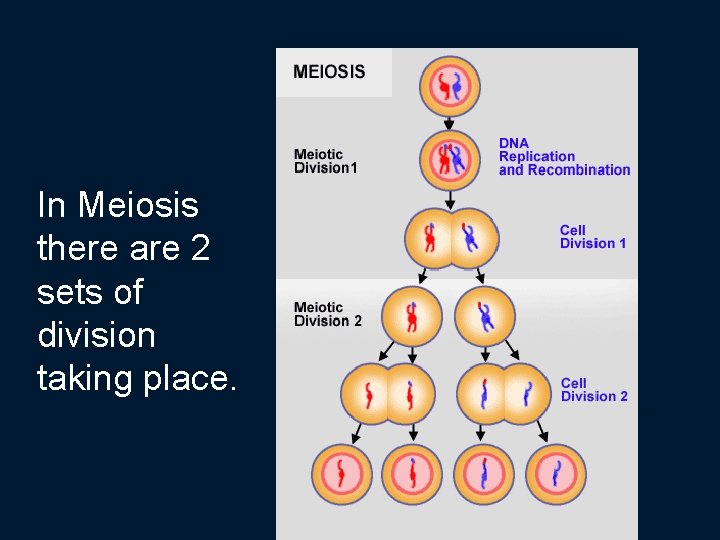 In Meiosis there are 2 sets of division taking place. 